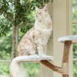 Back to Nature The High Rise Cat Scratch Post Sale